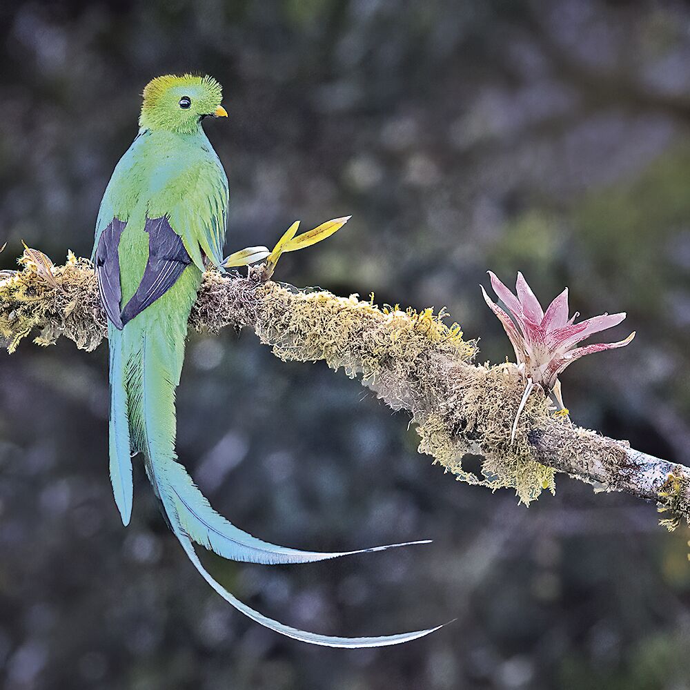 5. The stunning Resplendent quetzal.tif
